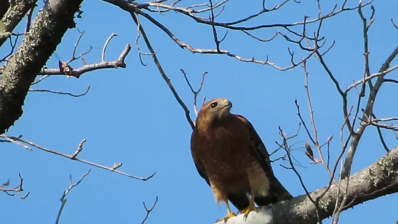 Kayaking adventures red shouldered hawk 