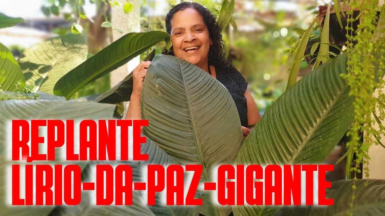 COMO FAZER REPLANTE DO LÍRIO-DA-PAZ-GIGANTE: Espécies de Lírio-da-paz: dicas de cultivo, rega e mais