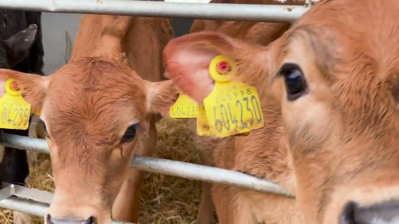 The benefits of feeding more milk to calves