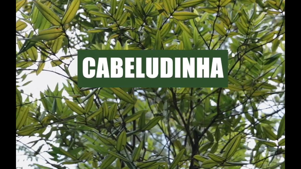 Cabeludinha - Myrciaria glazioviana