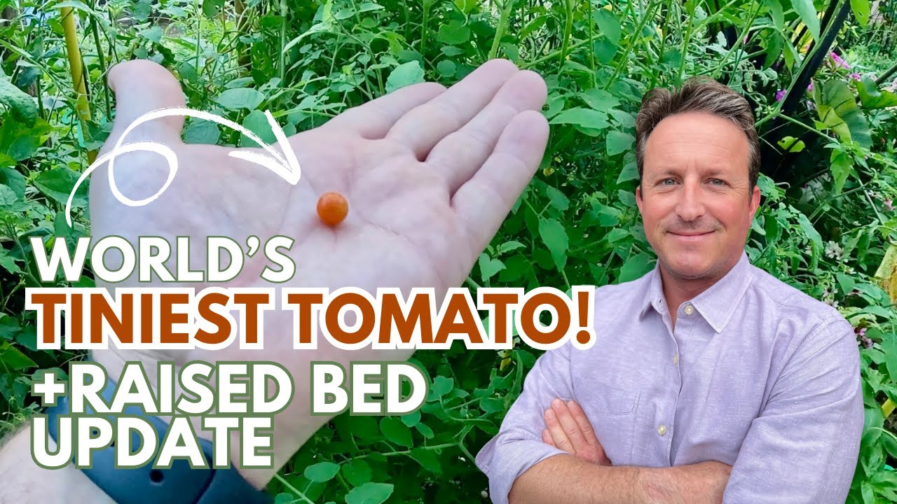 Check Out the World's Tiniest TOMATO! 🍅 Raised Garden Bed Update