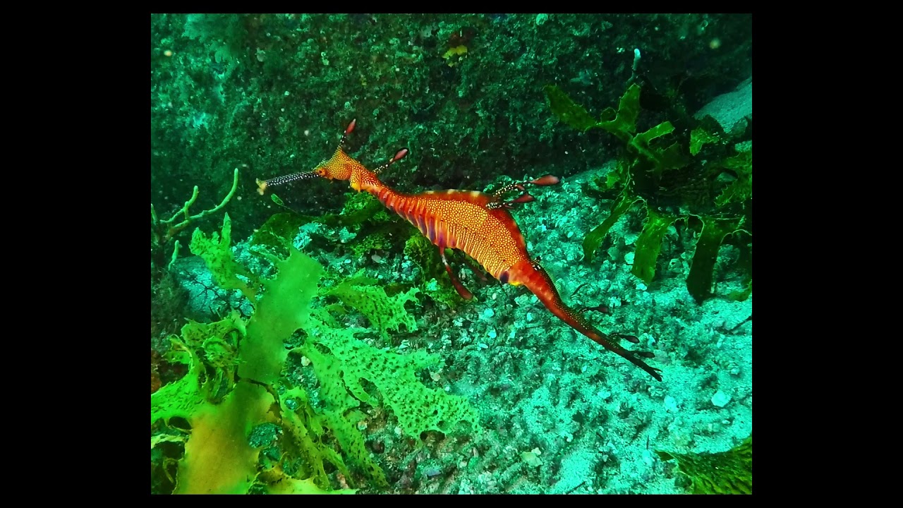 Juvenile Weedy Seadragons Kurnell 2021