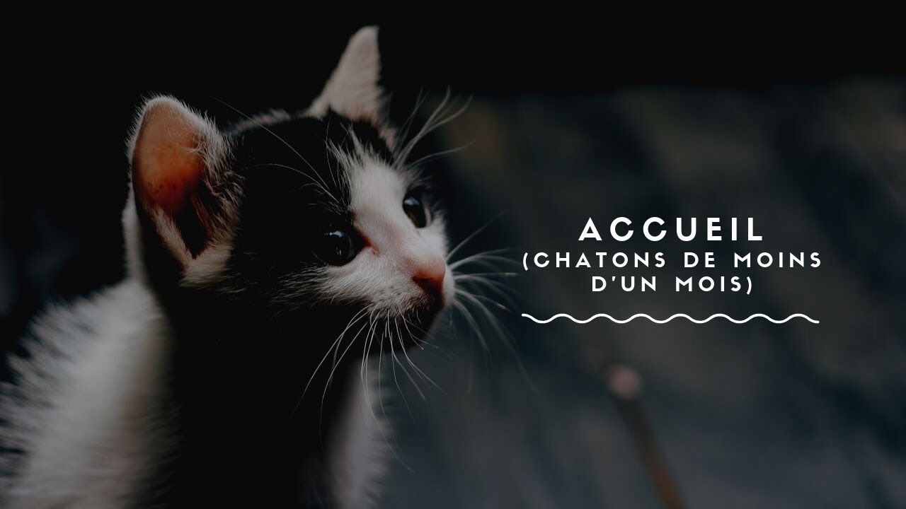 Prendre soin de chatons (moins d'1mois)