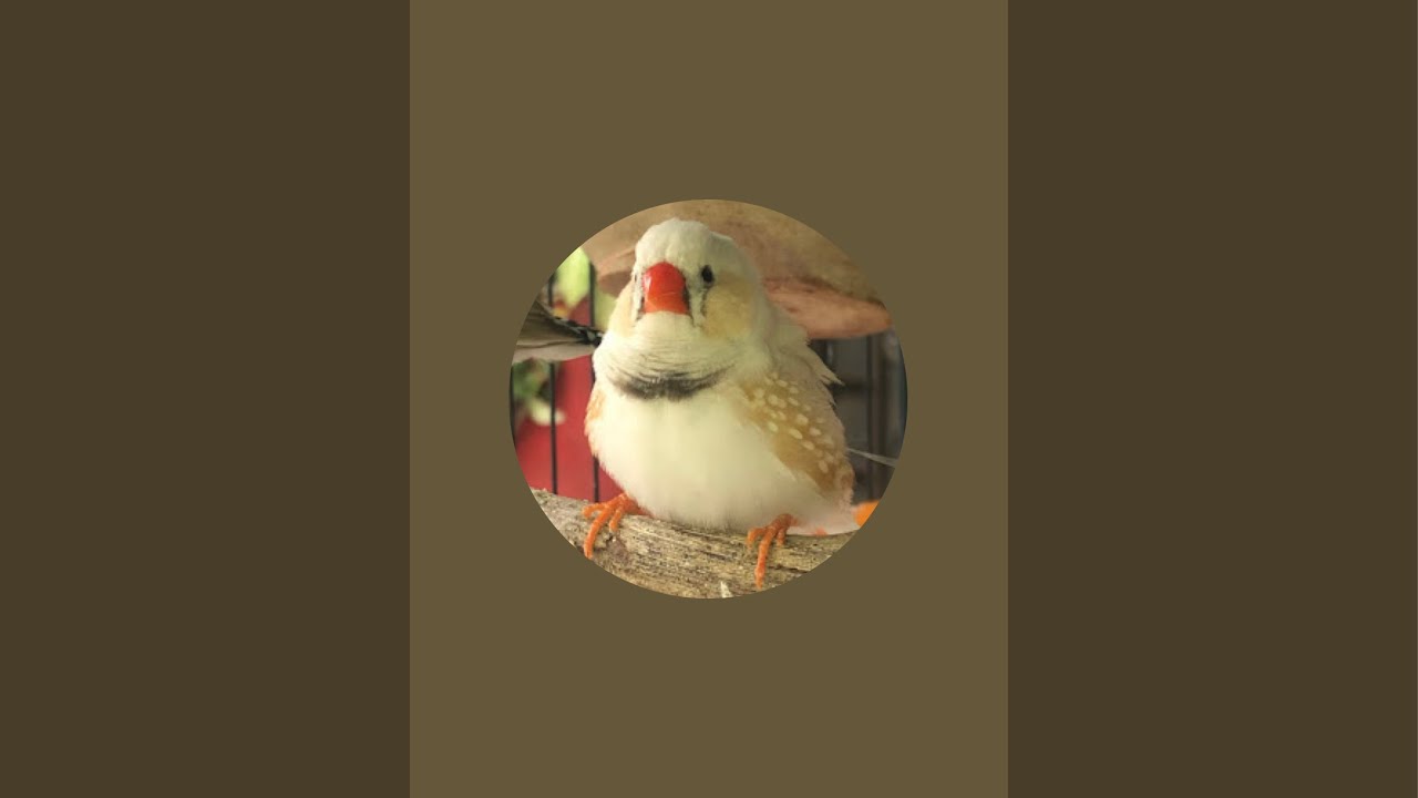🔴 Live streaming for cats, dogs, parrots, or other nature lovers | Finches bird | #finch #birds #yt