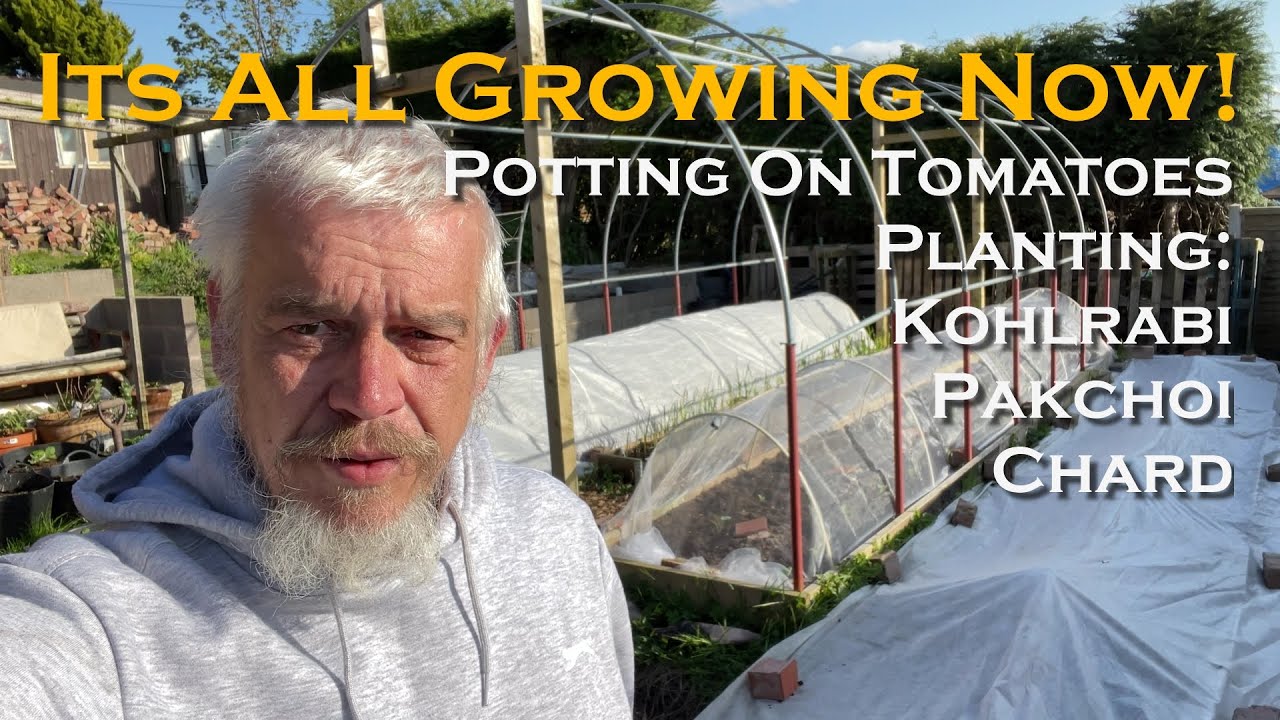Potting on Tomatoes and Planting Out.