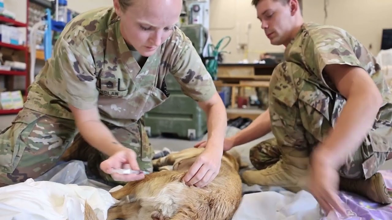 AR-MEDCOM veterinary teams participate in Blackfeet Tribal Health-Operation Walking Shield '24