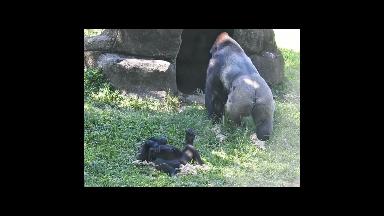 #gorilla D'jeeco 26y11m old dad & son Jabali 4y11m old。Ringo 4y4m old.  #shorts