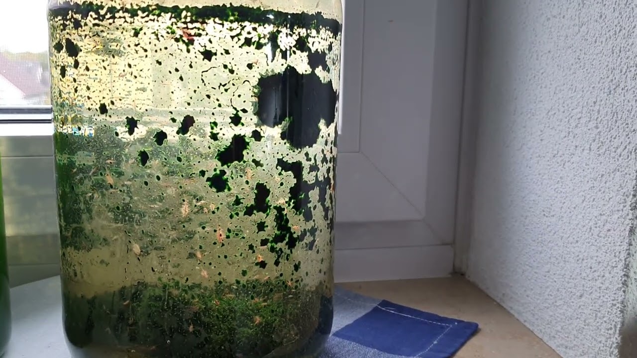 Benötigt man zur Kultivierung von Artemien eine Belüftung?