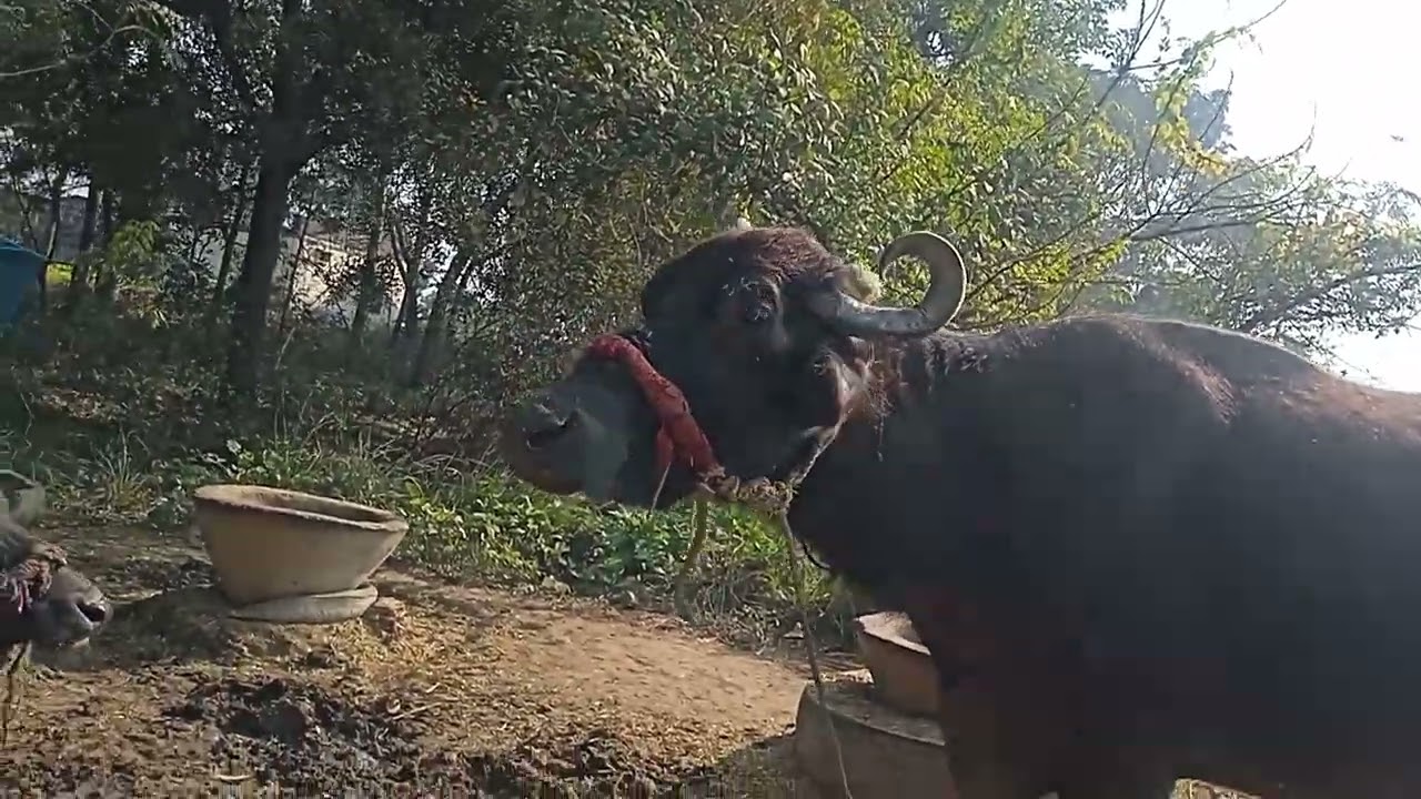 Vandana girl yt # #my lang #video # 🙏💐🙏🌹🌹💐🥰🫂