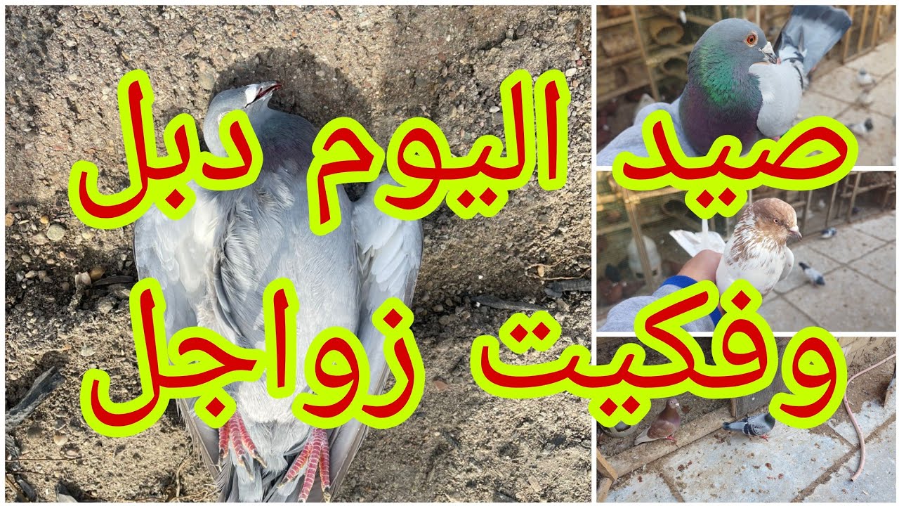 صيد اليوم دبل🥰🥰وفكيت زواجل من الحله شوفو شرجع وشوفو الكارثه😭😭فديو اليوم شوفو🥰@