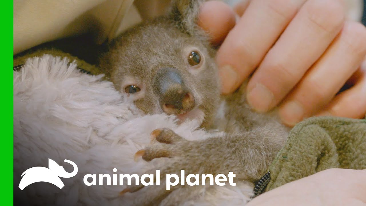 Raising an Orphaned Koala Joey (Part 1) | The Zoo: San Diego