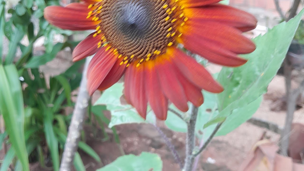 COLHENDO CAJU NO NORDESTE EM UM DIA 