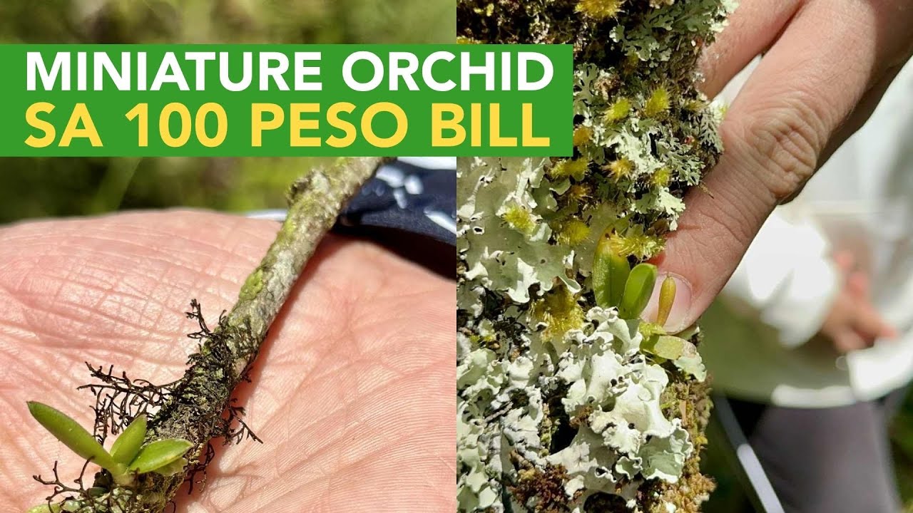 Unbelievable Discovery: Endangered Miniature Orchids na nasa 100 Peso Bill - Finally Nahanap namin!
