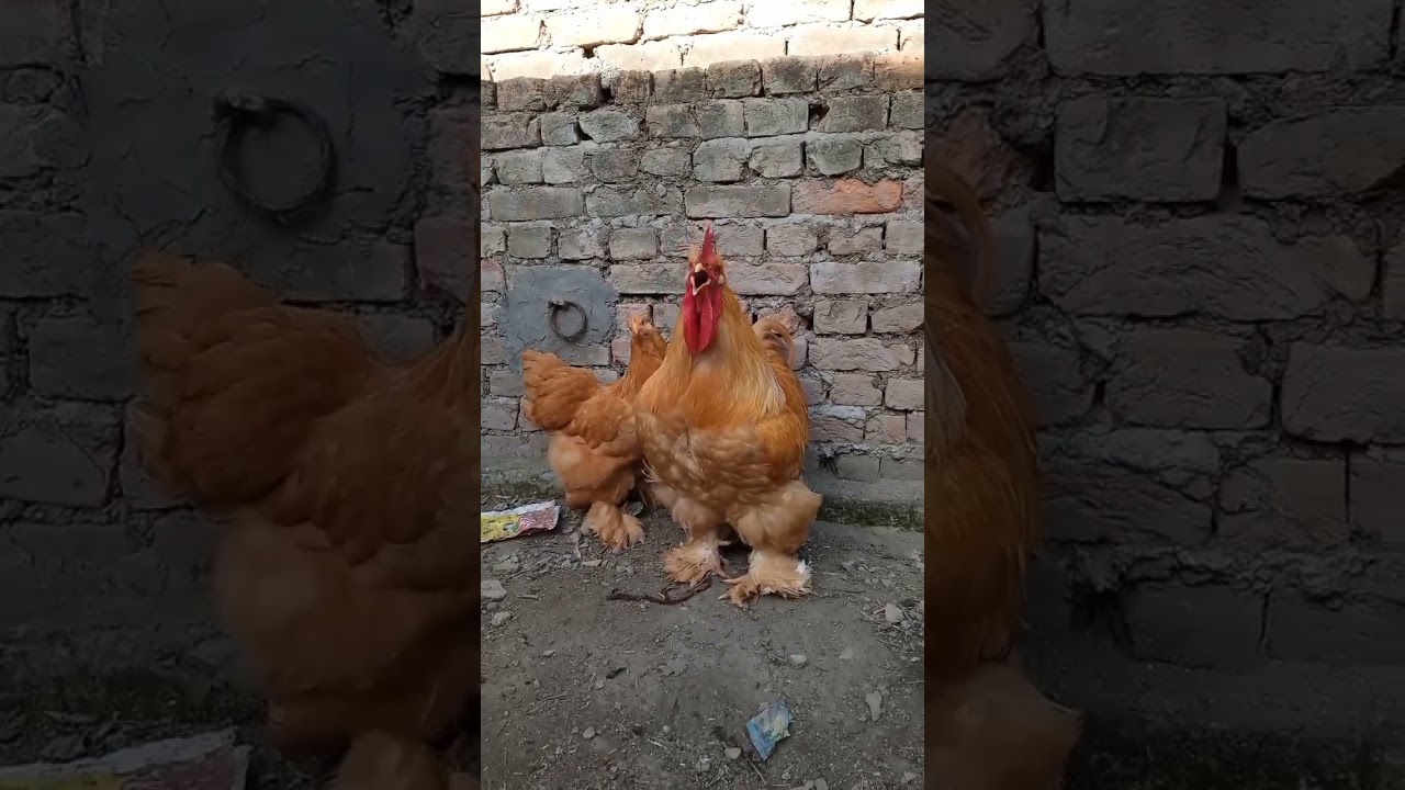 Golden Heavy Buff Rooster Crowing #roostercrowing #crowing #goldenheavybuff