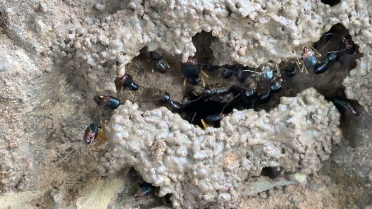 Ant: Family Formicidae ( Opening Scene)