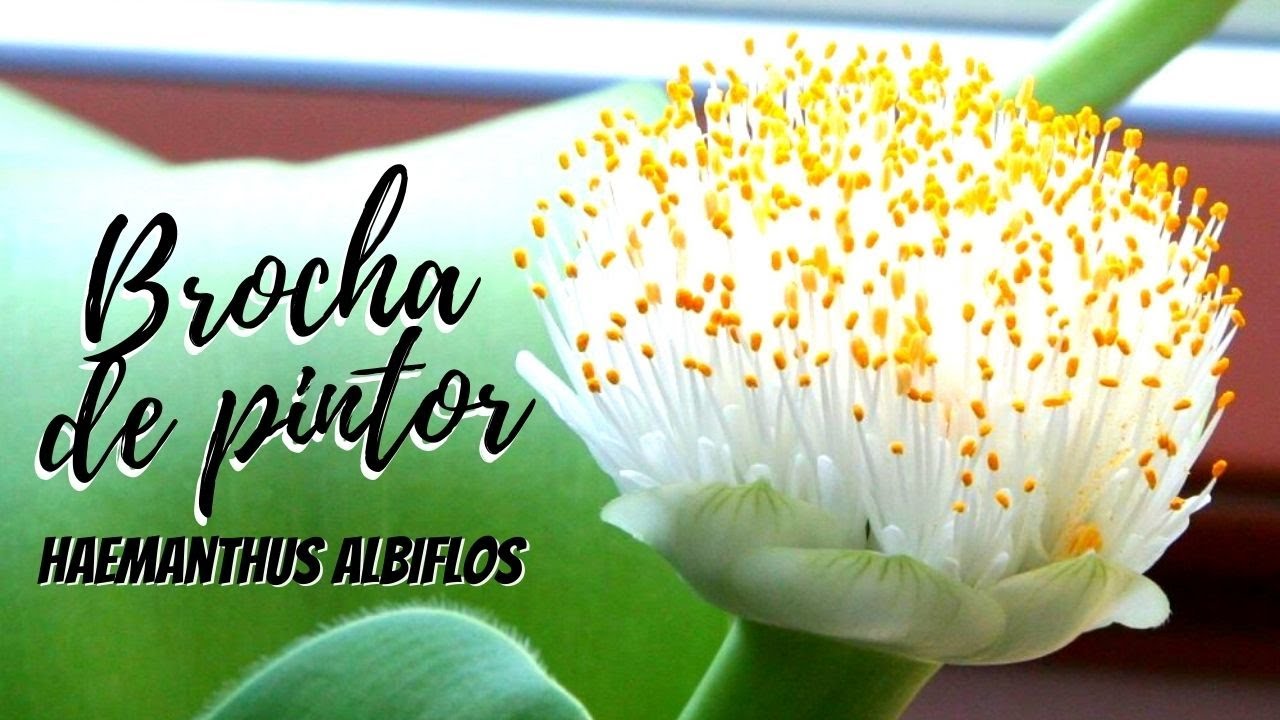 Brocha de pintor || Haemanthus albiflos