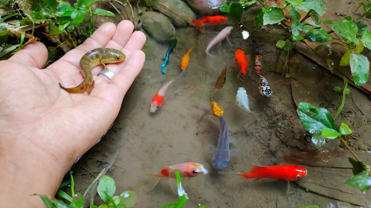 WOW! Tangkap ikan cupang serit warna warni, ikan mas, ikan lele, ikan lemon, ikan patin, ikan platy,