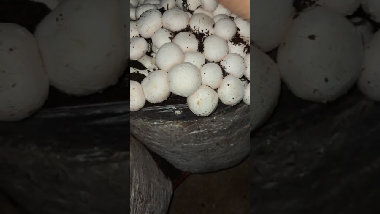 Button mushroom #Dr Dahiya mushroom farm
