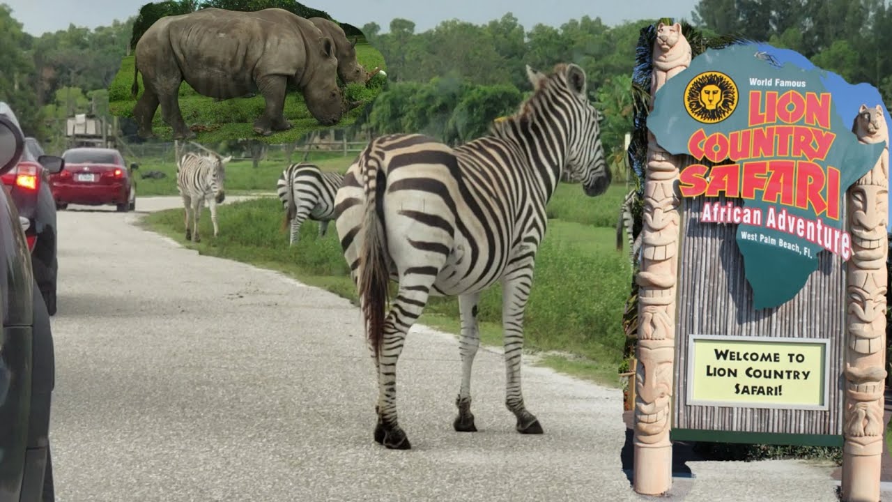 Lions Country Safari west palm beach Florida | Drive through Safari tour |Things to do in West Palm