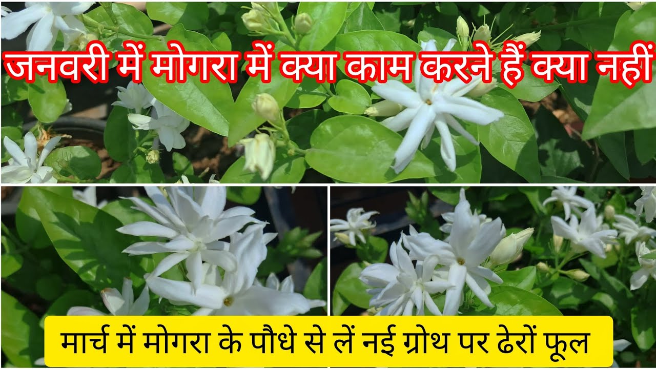 जनवरी में मोगरा के पौधे में क्या काम करने चाहिए और क्या नहीं || Mogra/Jasmine plant care in January 