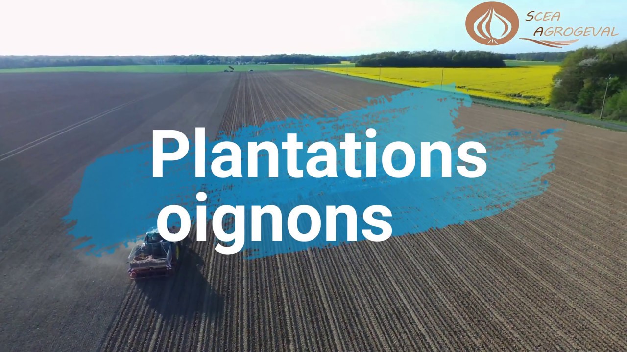 Plantation oignons porte graines