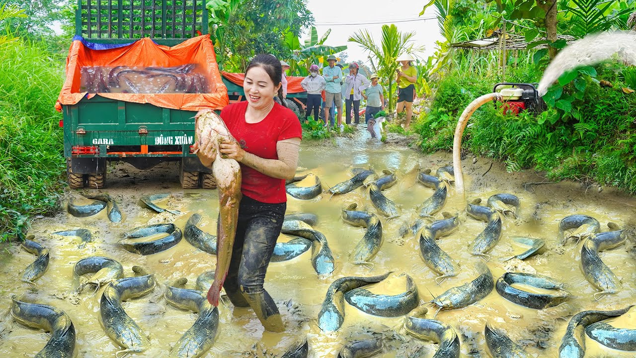Use Truck To Harvesting Many Big Catfish At Mud Pond Goes To Market Sell - Farm Life