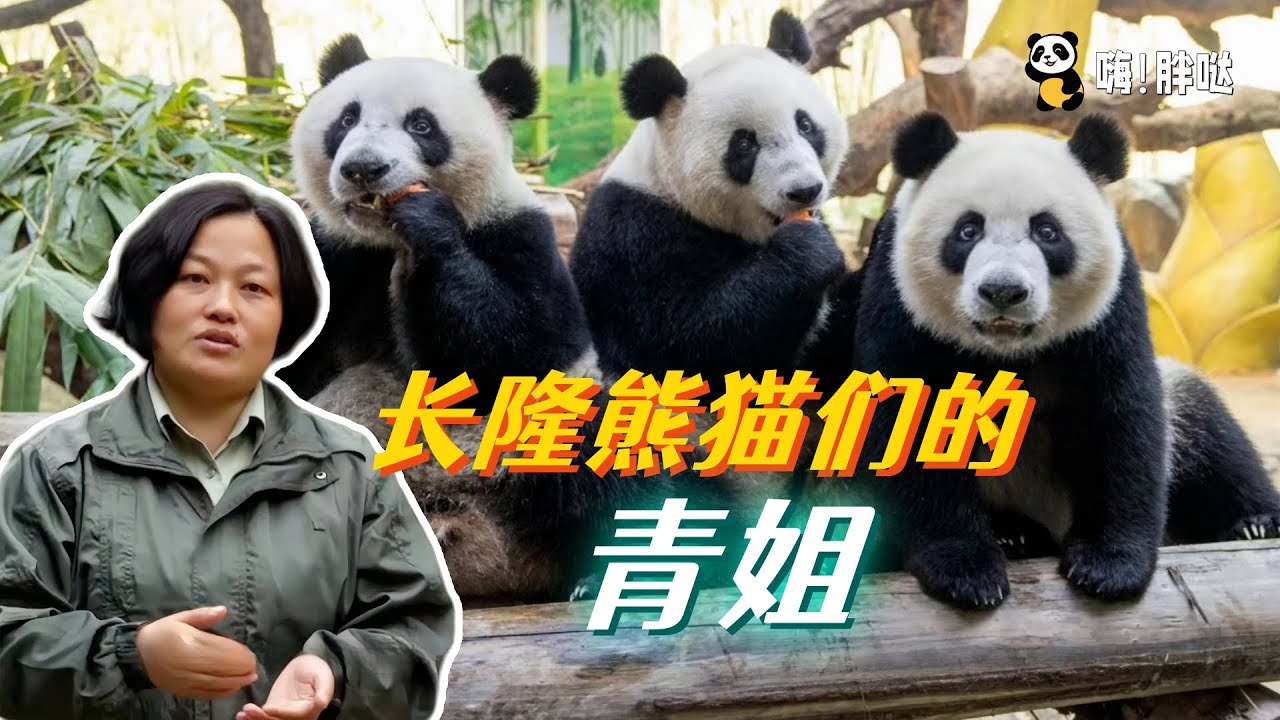 长隆熊猫的青姐：养大熊猫三胞胎，再带下一代，在广州养熊猫的北方人