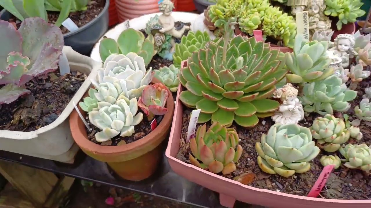 ELAS ESTÃO ACABANDO COM MINHAS SUCULENTAS 😔