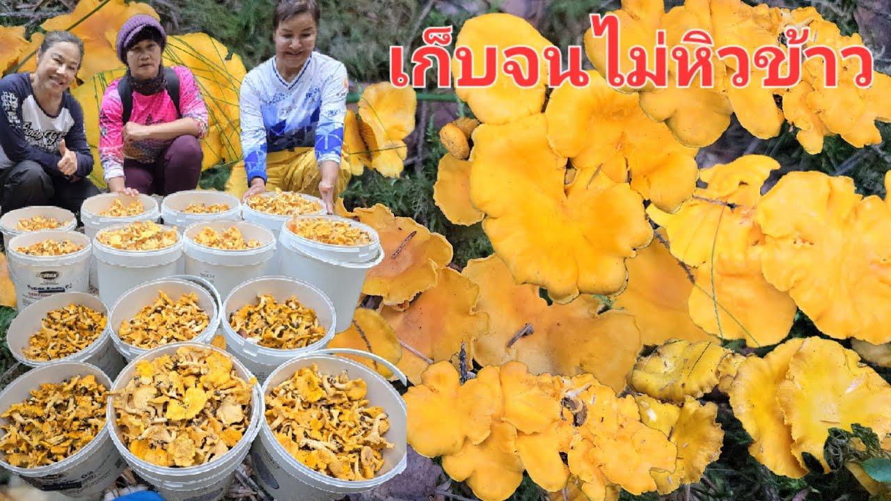 3/สค/68เห็ดล้นป่าหอบออกจากป่าจนเหนื่อย