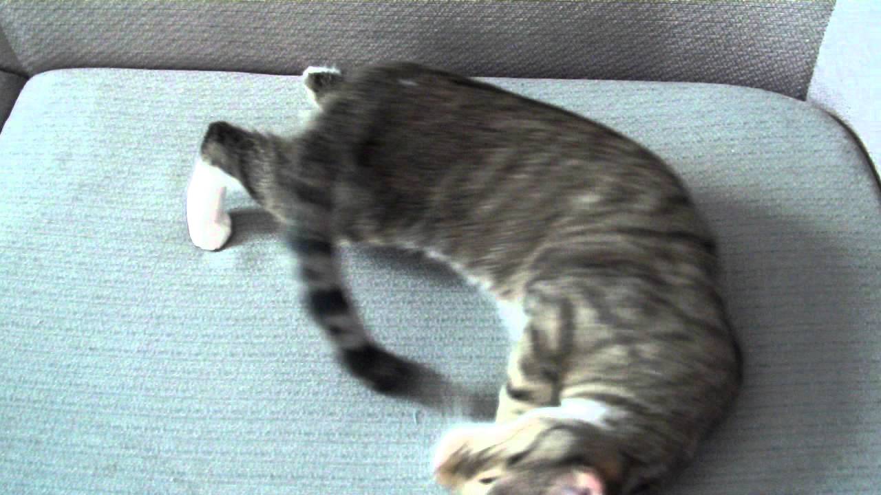 Cat Behavior when in heat
