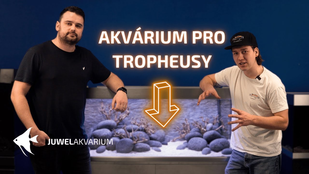 Zakládáme akvárium pro tlamovce z jezera Tanganyika - Akvárium pro Tropheusy