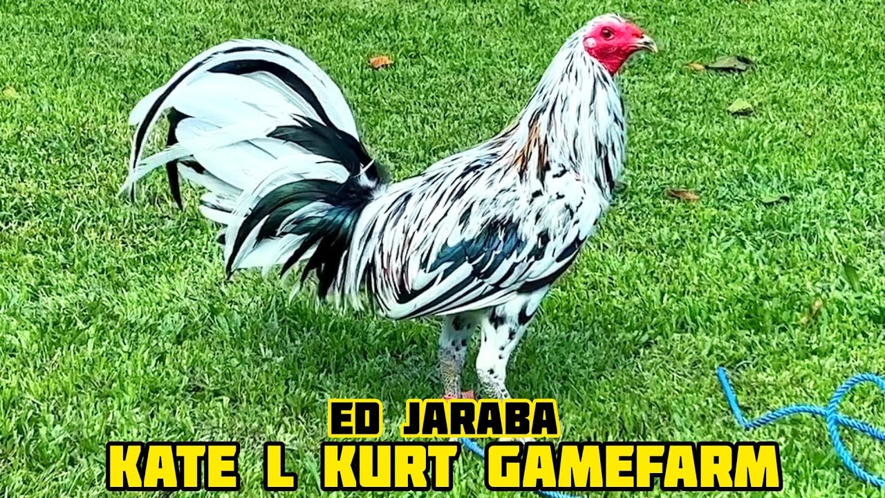 BLACK SPANGEL - KATE L KURT GAMEFARM