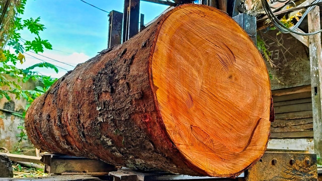Sawing a big beautiful tree