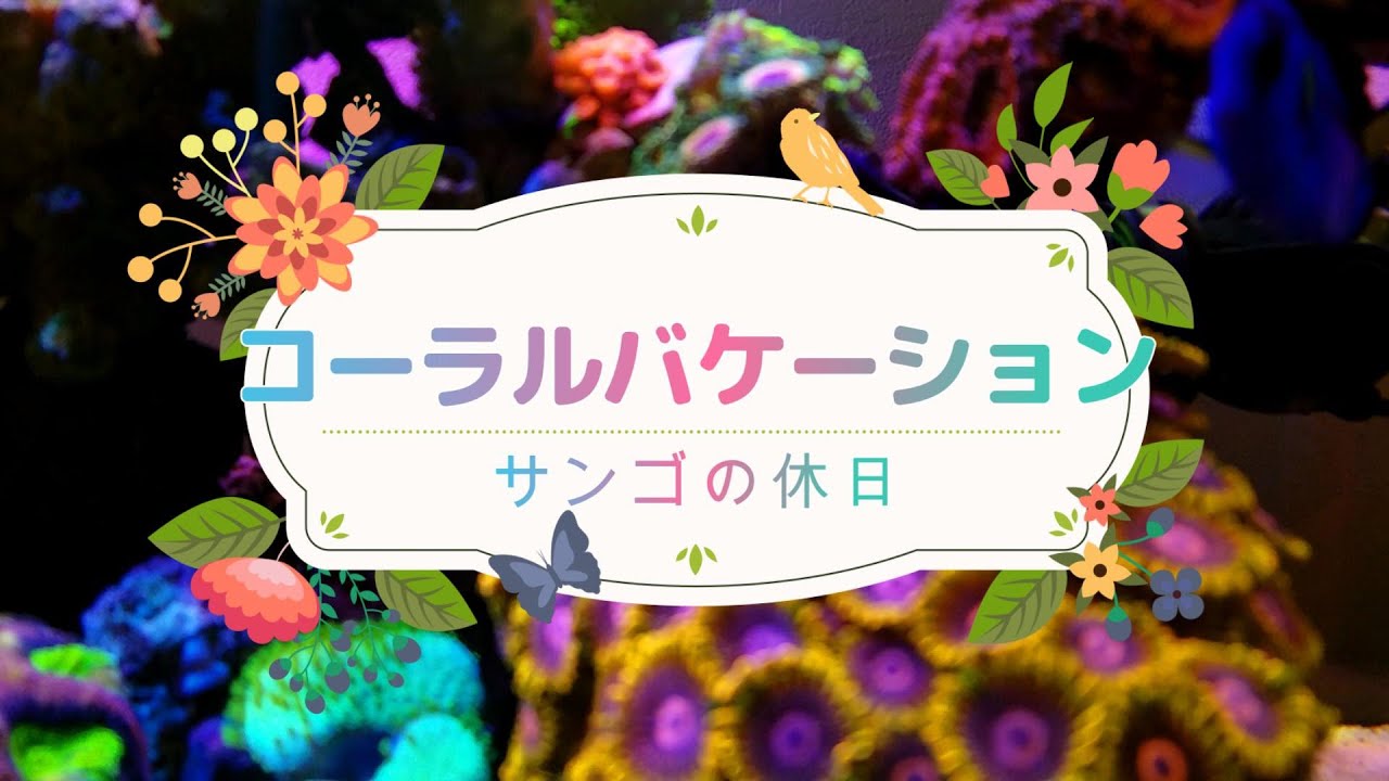 【海水アクアリウム】「ソフトコーラルのポリプが長期間閉じていても心配ないですよ！」というお話し