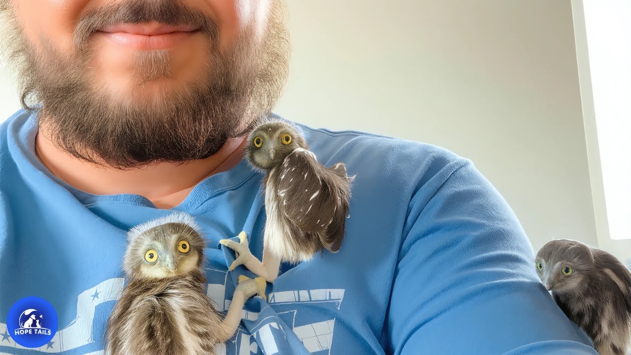 Он нашел одного совенка, а затем появились еще трое, которым он был нужен, чтобы выжить.