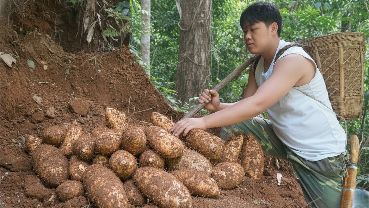 A lucky day for Triệu Khang harvesting wild sweet potatoes to process into starch for baking