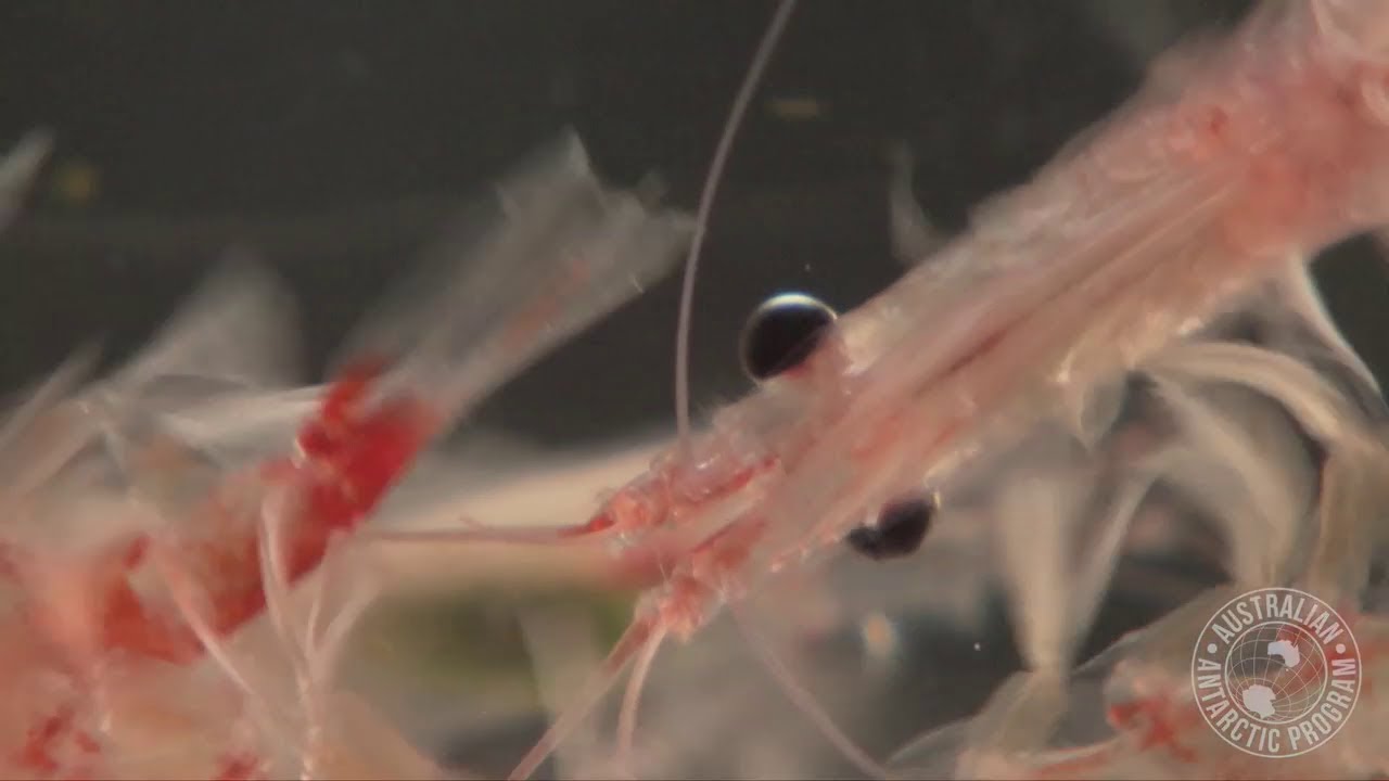 Antarctic Krill