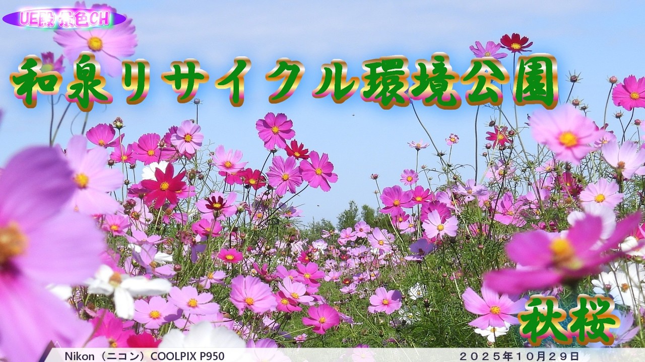 和泉リサイクル環境公園の秋桜（２０２５年１０月２９日）