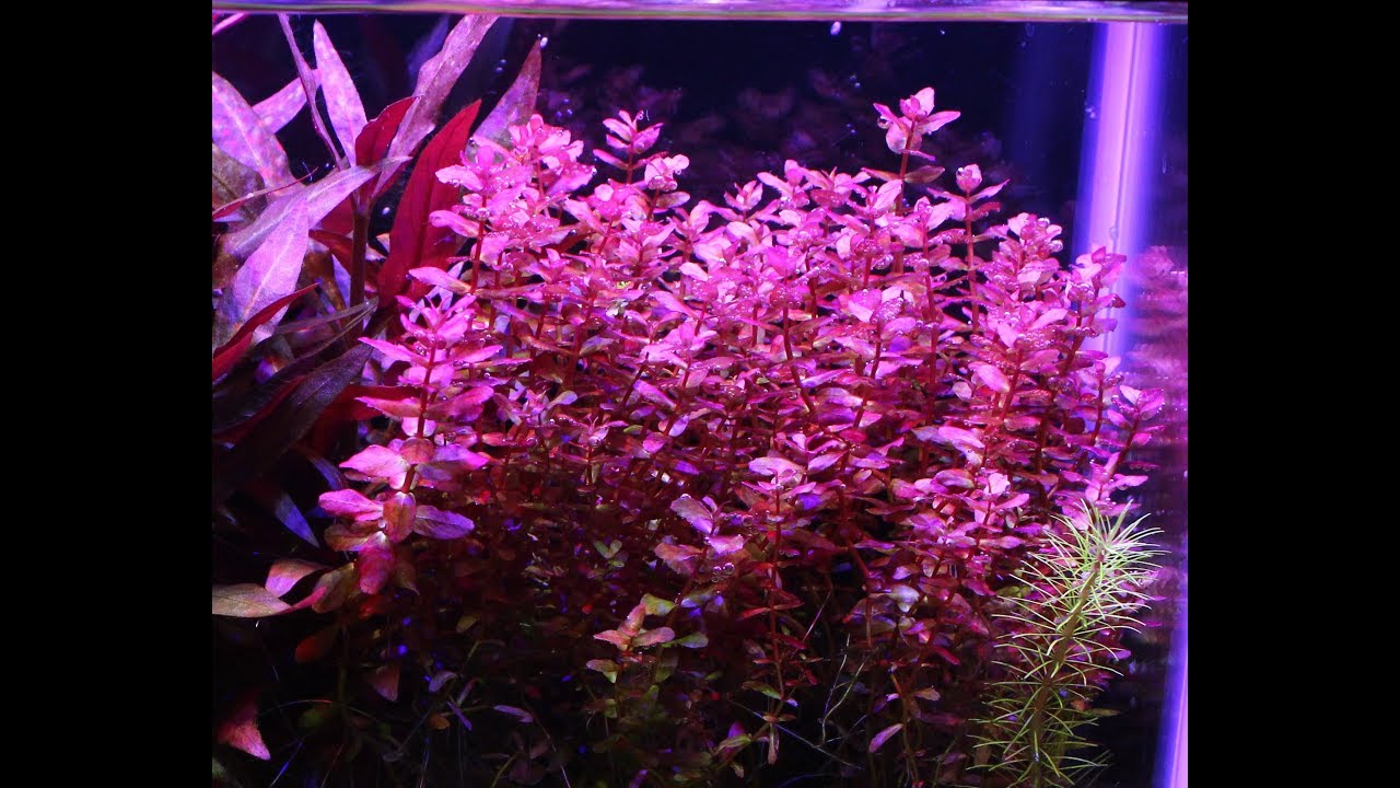 341. Rotala 