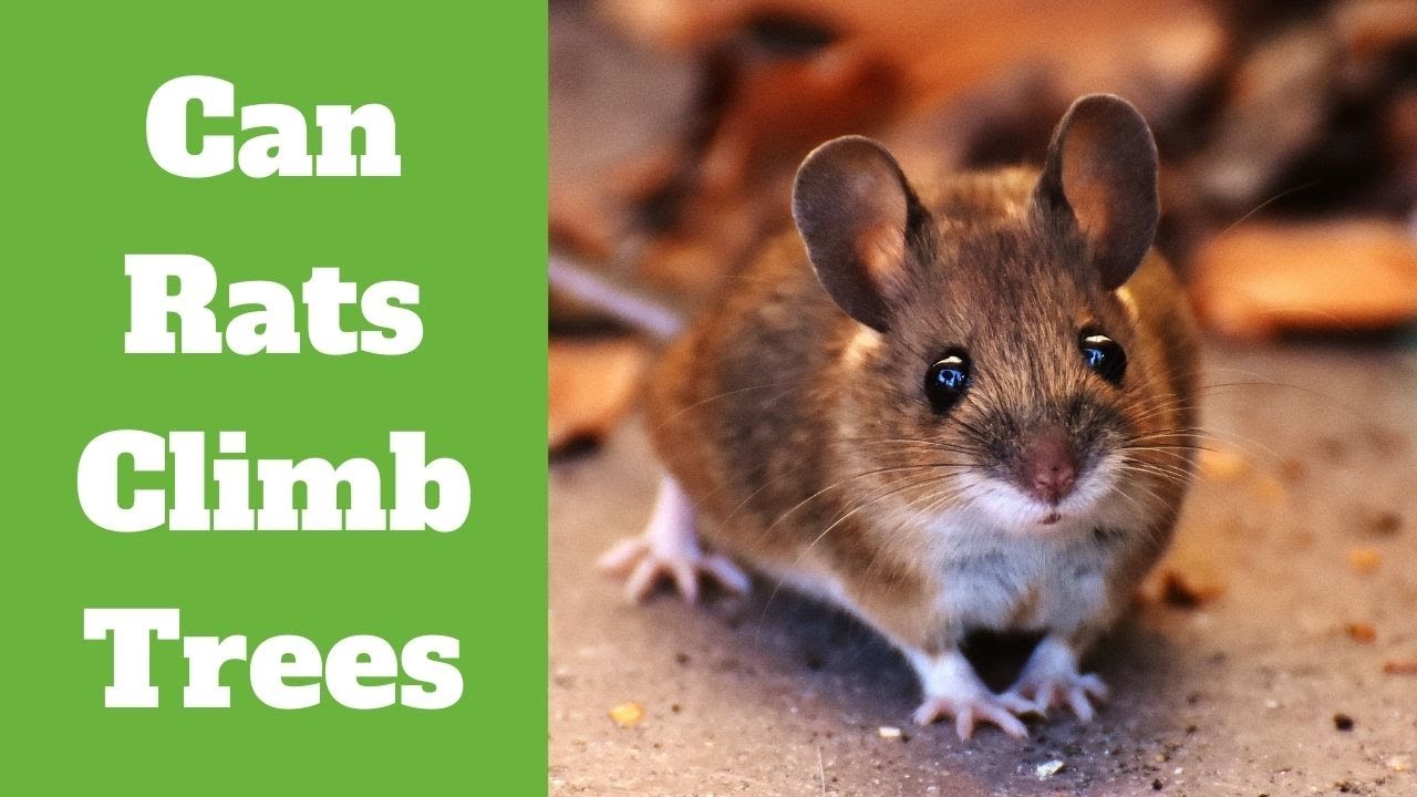 Can Rats Climb Trees  - Trailcam footage