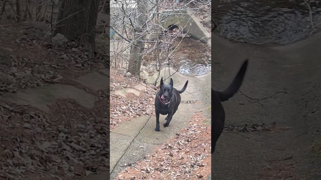 Just a dog and her branch