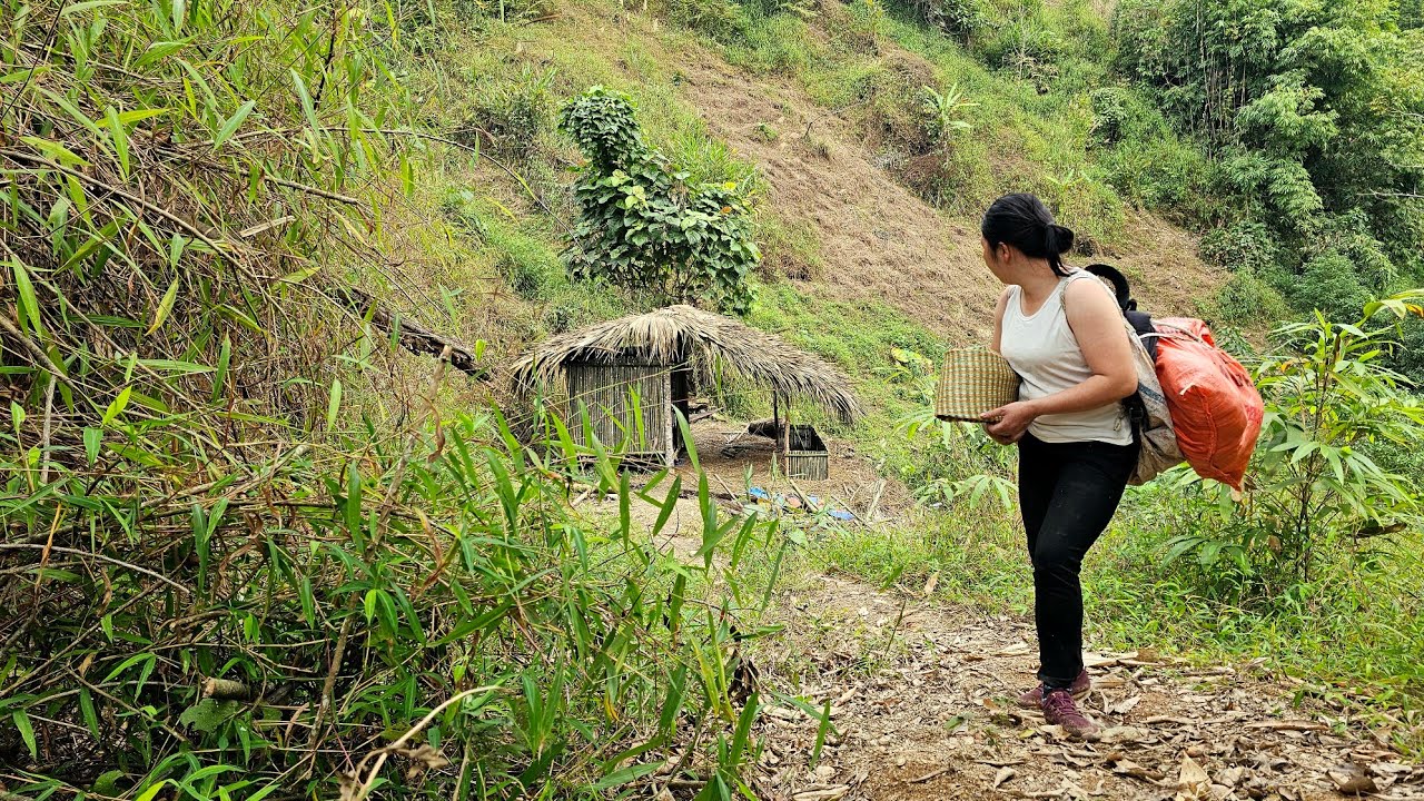 Detect a herd of wild boars - How to trap - Completing the abandoned house in the forest.