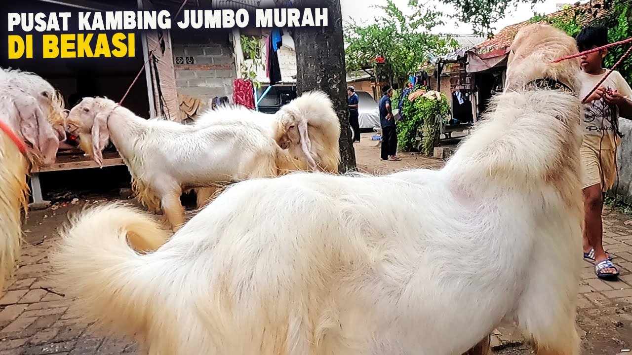 Kambing Qurban Jumbo Harga Ekononis Di Bekasi