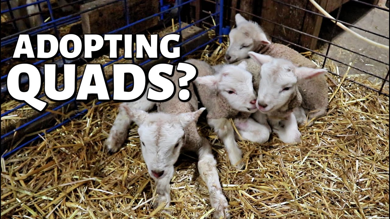 Another set of quads, another ewe goes down & how I record lambs (DAY 11):  Vlog 273