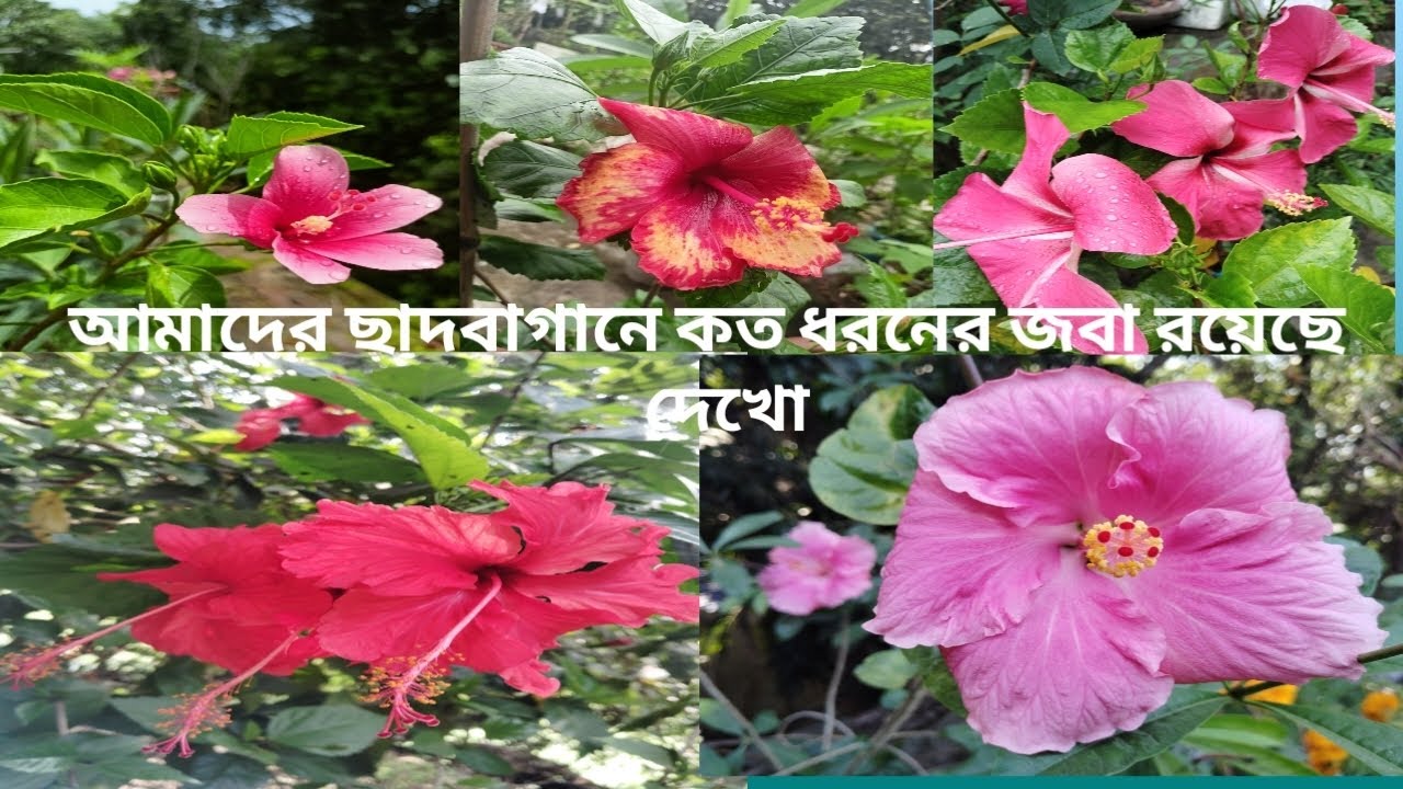 আমাদের ছাদবাগানে কতধরনের জবা রয়েছে দেখো 🌺🙂