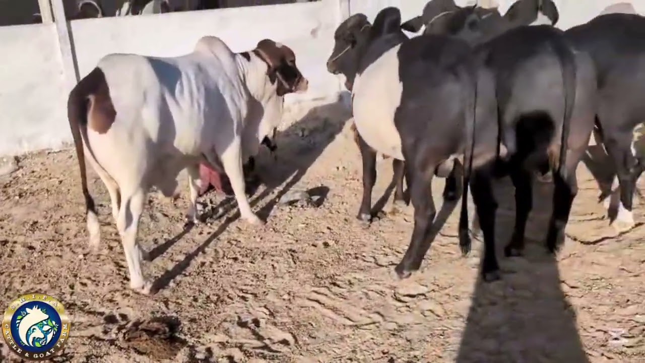 🔥 AAZADI KA APNA MAZA HAI – JUGNOO 🐂 & DILBAR BULL 🔥#cow #animals 
