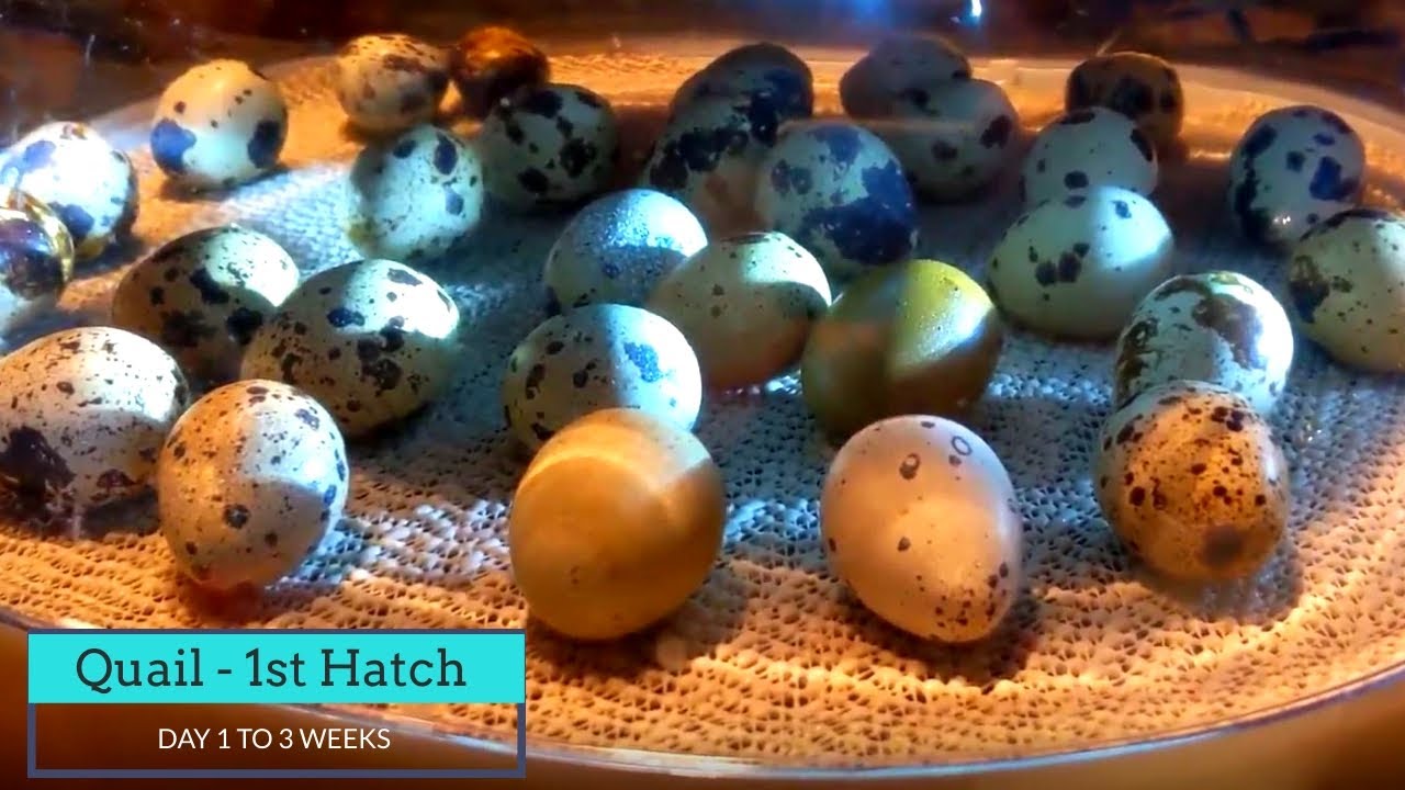 Hatching Quail: Incubation Lock Down to 3 Weeks