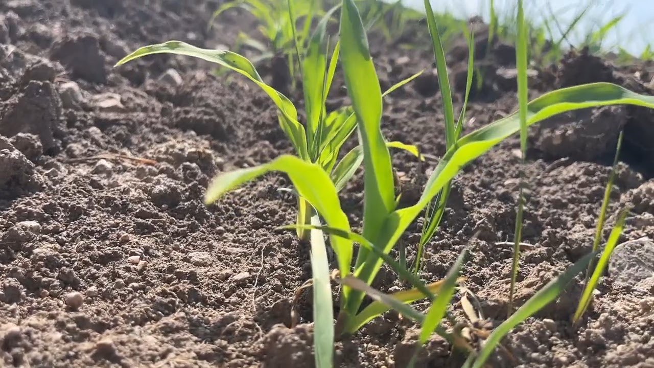 Heat and lack of rain could impact crops