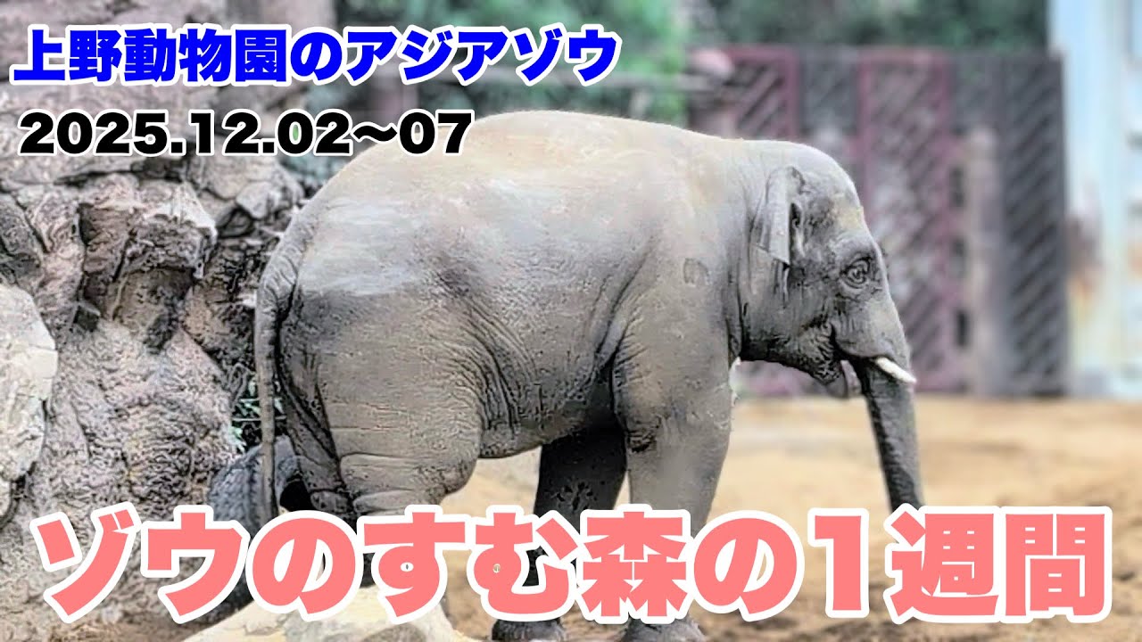 上野動物園のゾウのすむ森の一週間のまとめ　2025.12.02～07
