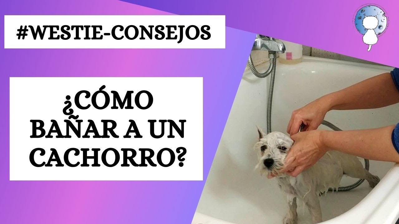 TRUCOS para BAÑAR a tu CACHORRO de WESTIE  por primera vez